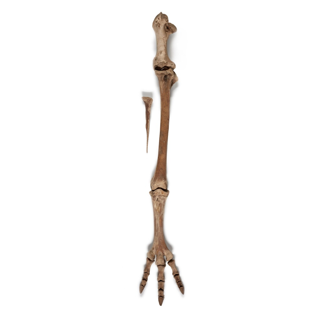 View full screen - View 1 of Lot 14. An assembled group of leg and foot bones from an extinct South Island Giant Moa (Dinornis robustus), New Zealand, extinct circa 1500 and possibly 1000 years old or earlier.