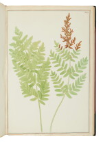 Bolton, James | An exquisite work of original watercolors of ferns