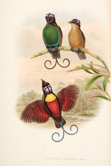 View full screen - View 1 of Lot 96. John Gould and Richard Bowdler Sharpe | The birds of New Guinea, 1875-1888, 5 volumes, contemporary green half morocco.