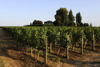 View full screen - View 1 of Lot 301. Château Trotanoy 2000 (6 BT).