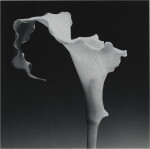 Calla Lily
