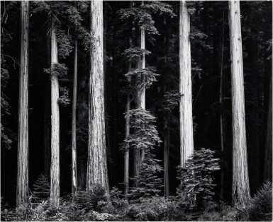 View full screen - View 1 of Lot 48. ‘North Redwood, California’ (Bull Creek Flat).