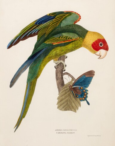 View full screen - View 1 of Lot 34. Thomas Brown | Illustrations of the genera of birds, 1845, bound in the original parts.