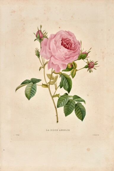 View full screen - View 1 of Lot 448. Pierre-Joseph Redouté | Le Bouquet Royal oeuvre posthume, Paris, 1843, original boards.