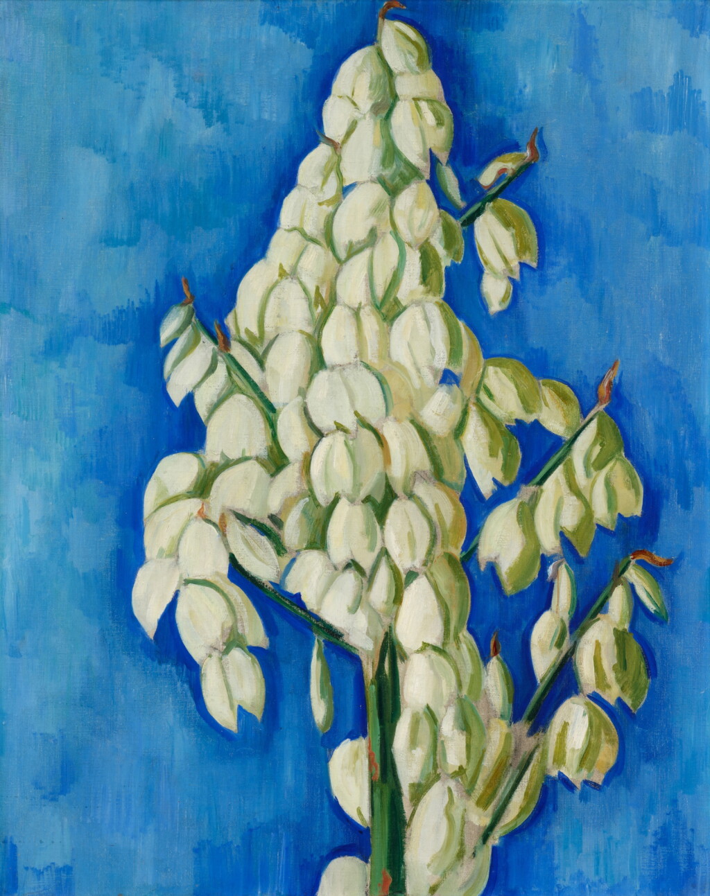 View full screen - View 1 of Lot 550. White Yucca.