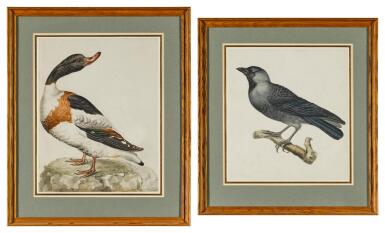 View full screen - View 1 of Lot 46. A crow; together with a Mallard drake.