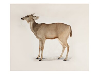 View full screen - View 1 of Lot 11. A Serow (Capricornis Sumatraenis), Company School, Calcutta, circa 1780-1810.