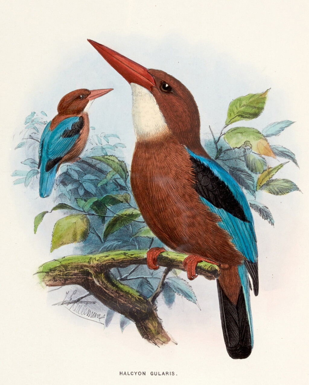 View full screen - View 1 of Lot 205. Richard Bowdler Sharpe | A Monograph of the Alcedinidae: or, Family of Kingfishers, 1868-1871.