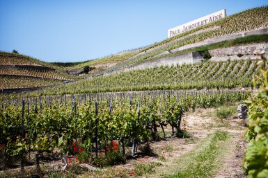 View full screen - View 1 of Lot 376. Hermitage, La Chapelle 1994 Paul Jaboulet Aîné (10 BT).