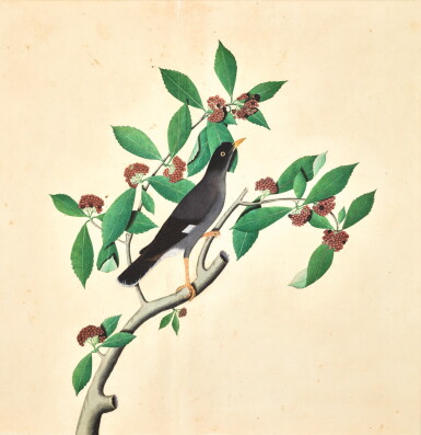 View full screen - View 1 of Lot 204. A JUNGLE MYNA (ACRIDOTHERES FUSCUS) ON A FRUITING BRANCH, WITH SIGNATURE OF ZAYN AL-DIN, FROM THE LADY IMPEY SERIES, COMPANY SCHOOL, CALCUTTA, WITH DATE 1778.