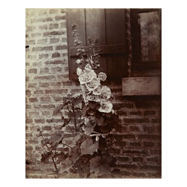 View full screen - View 1 of Lot 111. EUGÈNE ATGET | 'ROSE TRÉMIERE' (HOLLYHOCK).