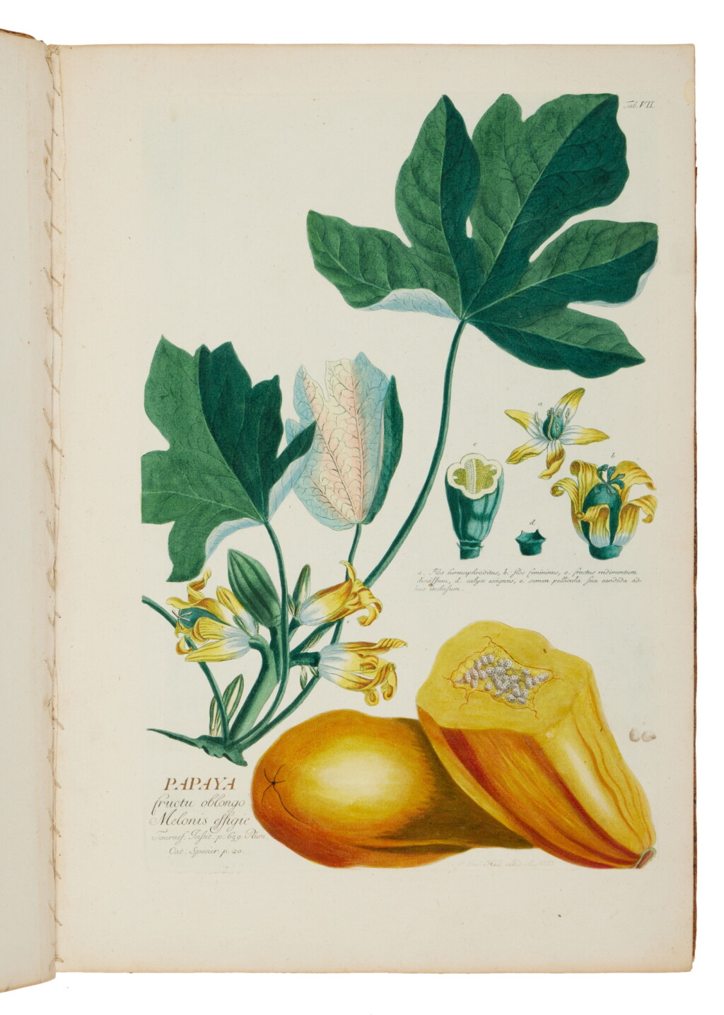 View full screen - View 1 of Lot 172. Ehret, Dionysius, Christoph Jakob Trew, and Benedict Christian Vogel | First edition of one of the greatest 18th-century botanical works .