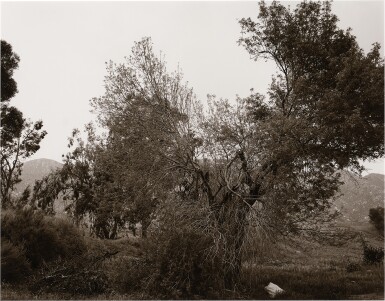 View full screen - View 1 of Lot 52. 'Broken Trees, Near Box Springs Mountains, East of Riverside, California'.