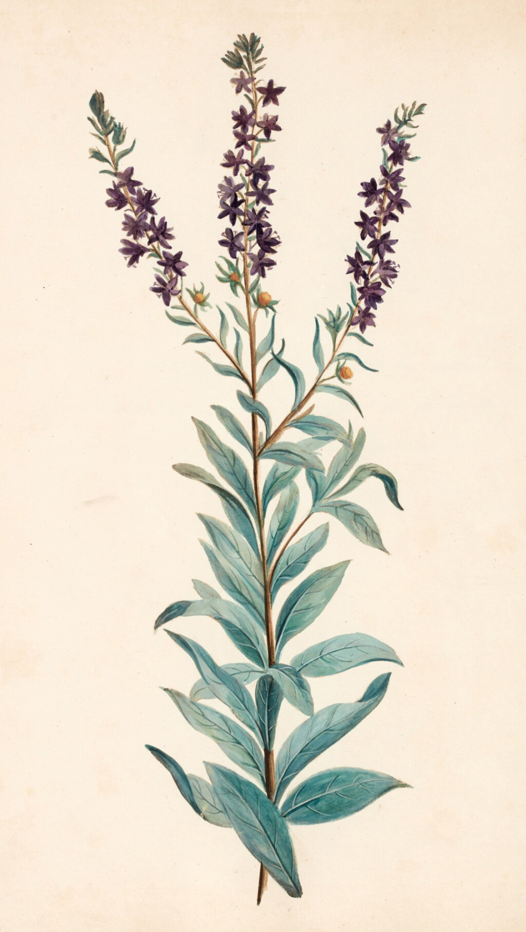 View full screen - View 1 of Lot 147. Thomas Martyn | Figures of plants, 1796, original botanical watercolours.