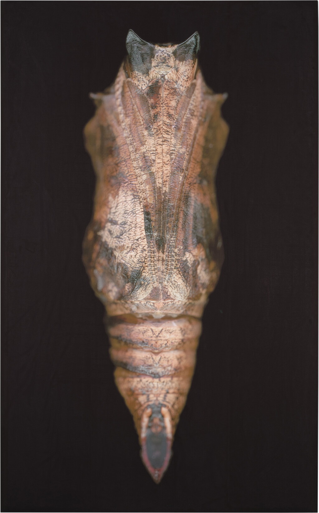 View full screen - View 1 of Lot 60. Untitled (Chrysalis).