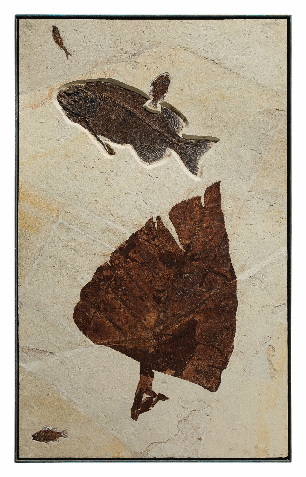 View full screen - View 1 of Lot 13. LARGE FOSSIL LEAF.