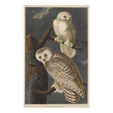 View full screen - View 1 of Lot 1775. JOHN JAMES AUDUBON (AFTER) | SNOWY OWL (PLATE CXXI).