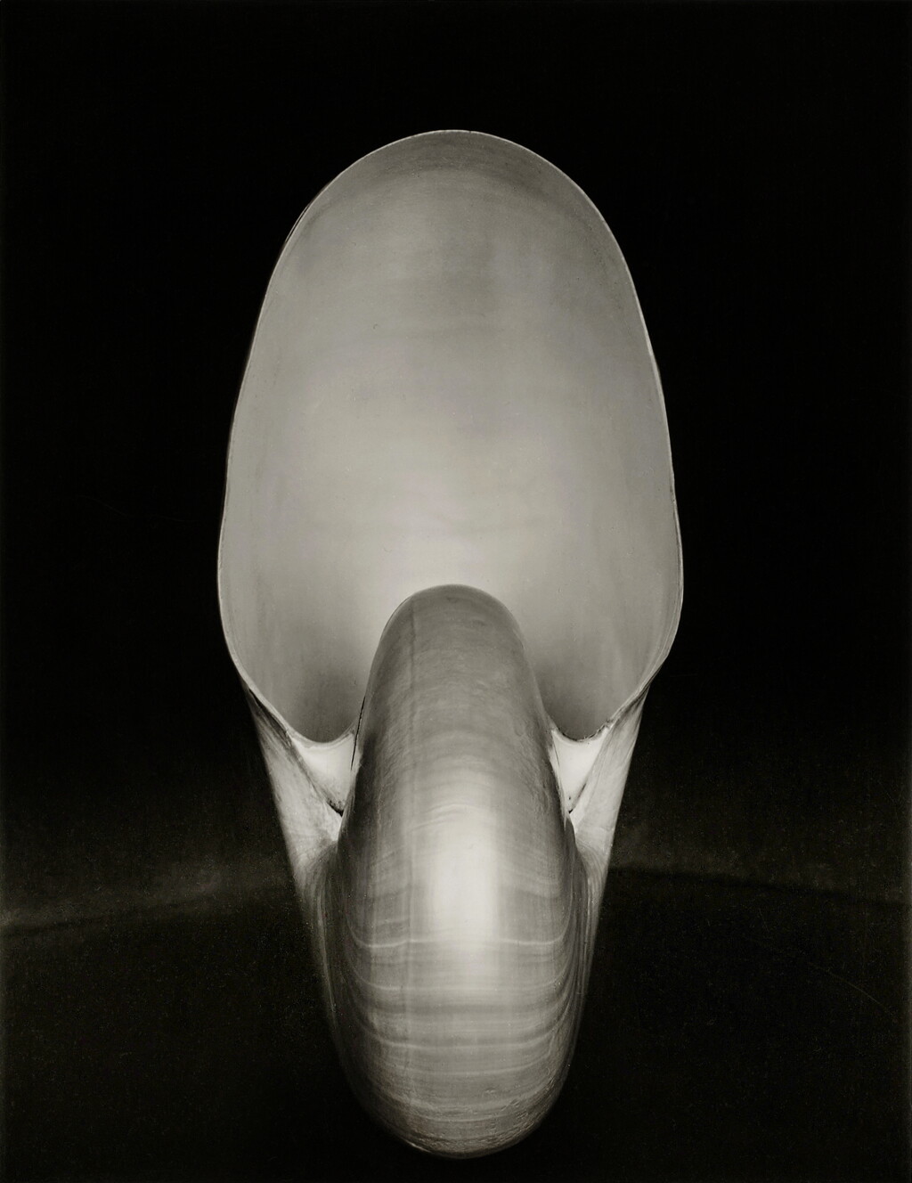View full screen - View 1 of Lot 18. Nautilus.