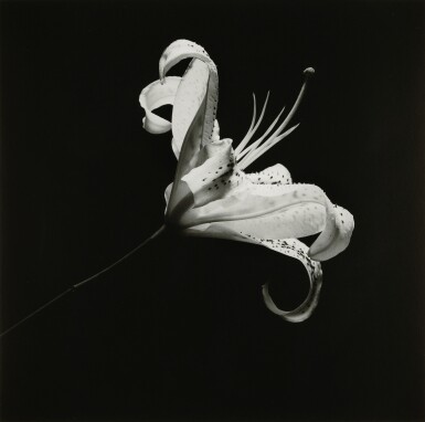 View full screen - View 1 of Lot 87. ROBERT MAPPLETHORPE | LILY, 1984.