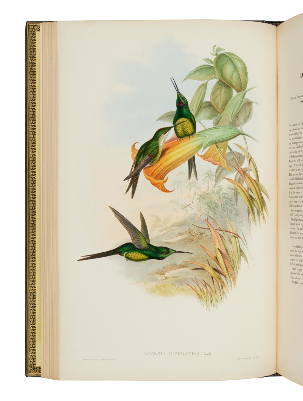 View full screen - View 1 of Lot 65. Gould, John | The full set of the artist's masterpiece.