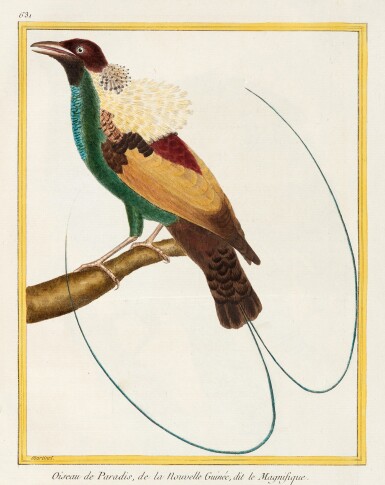 View full screen - View 1 of Lot 36. Buffon | Histoire naturelle des oiseaux, Paris, 1771-1786, 10 volumes, contemporary calf.