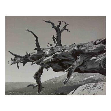 View full screen - View 1 of Lot 89. 'Fallen Tree, Kern River Canyon' (Sequoia National Park, California).