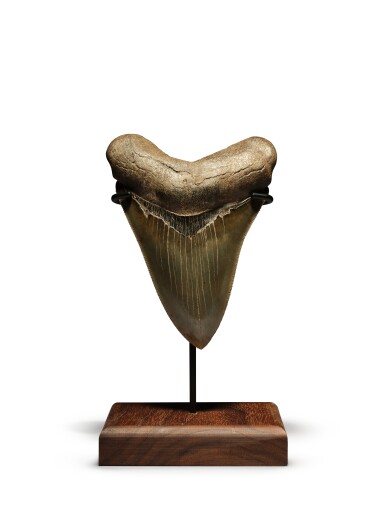 View full screen - View 1 of Lot 27. Megalodon Shark Tooth — Georgia.