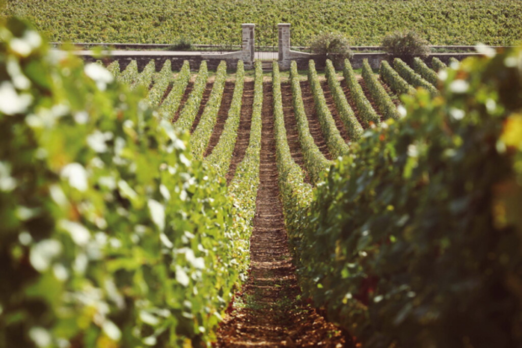 View full screen - View 1 of Lot 146. Corton Charlemagne 2014 Bouchard Père et Fils (6 BT).