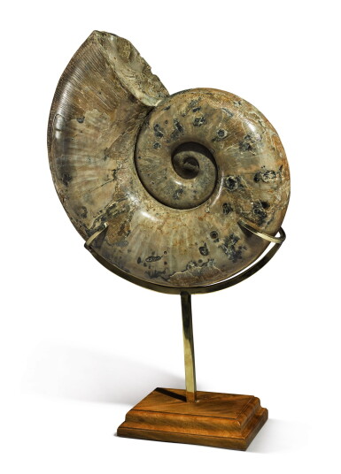 View full screen - View 1 of Lot 67. A LARGE IRIDESCENT AMMONITE.