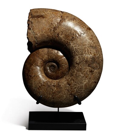View full screen - View 1 of Lot 109. A VERY LARGE AMMONITE.