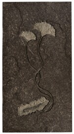 A Double Sea Lily (Crinoid) Fossil Mural