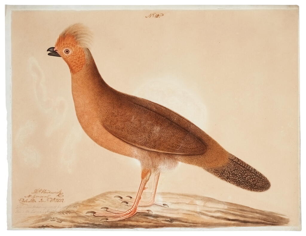 View full screen - View 1 of Lot 638. Two studies of pheasants (Phasianus Cornutus - Meleagris Satyra), signed and dated by Major-General Thomas Hardwicke, India, Calcutta, Company School, 1822.