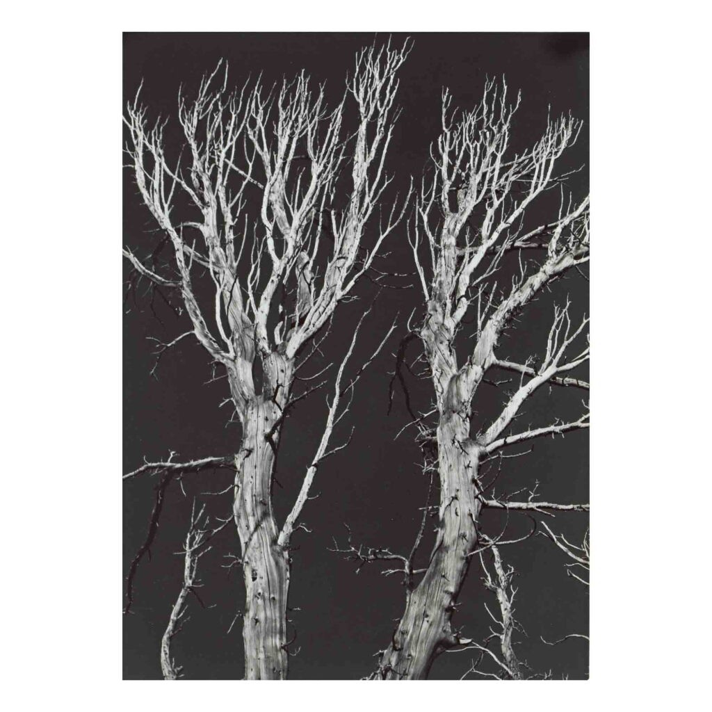View full screen - View 1 of Lot 35. 'Sierra Nevada' (Two Dead Trees Against Black Sky).