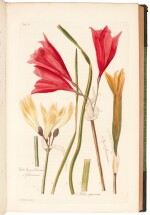 HERBERT | Amaryllidaceae, 1837