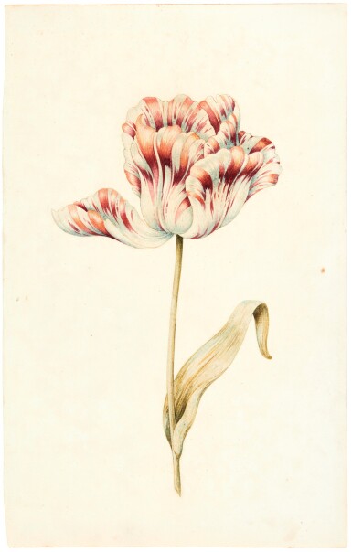 View full screen - View 1 of Lot 110. DUTCH SCHOOL, CIRCA 1700 | A RED AND WHITE TULIP.