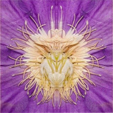 View full screen - View 1 of Lot 43. Clematis.