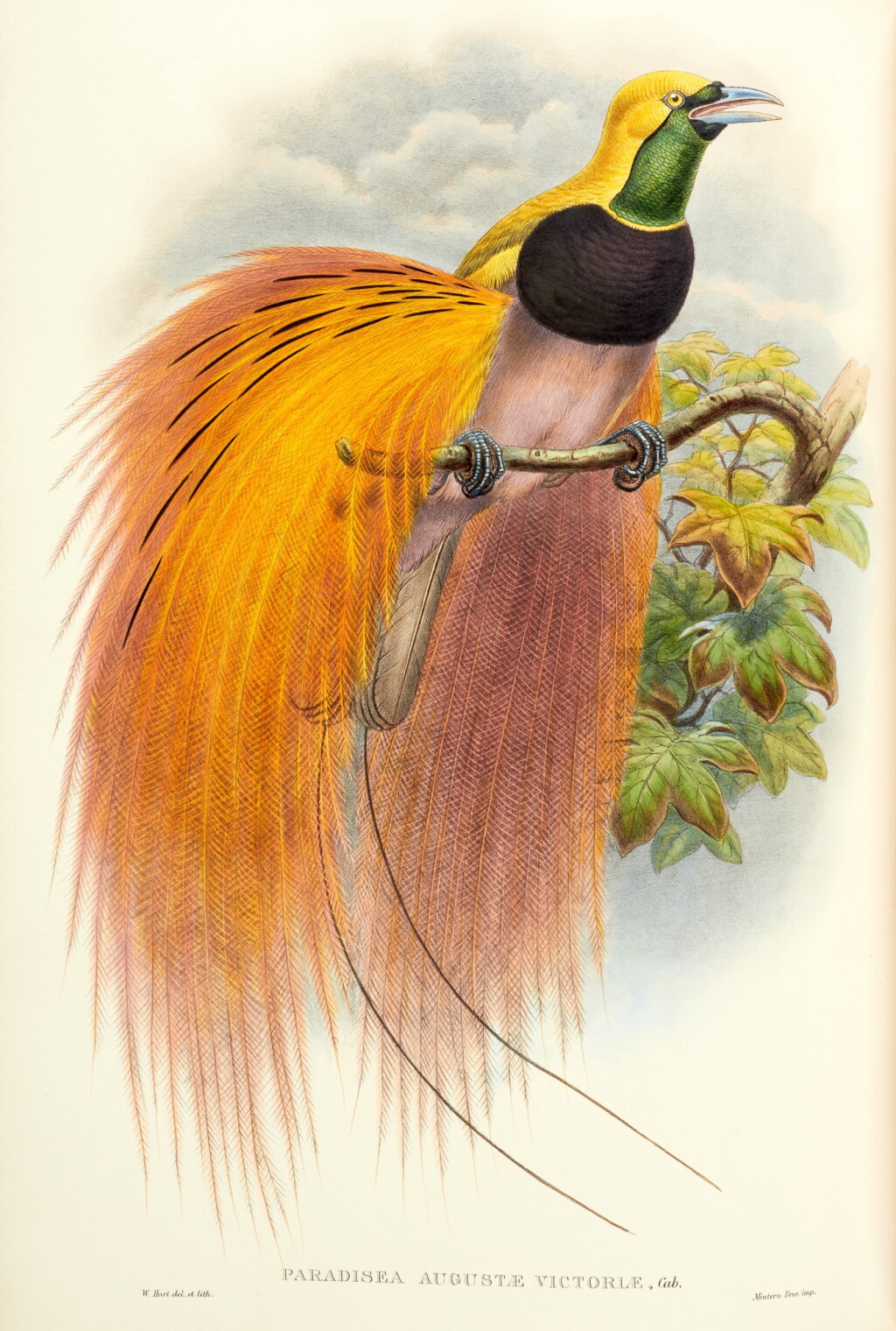 View full screen - View 1 of Lot 206. Richard Bowdler Sharpe | Monograph of the Paradiseidae..., 1891-1898, 2 volumes, contemporary green half morocco.