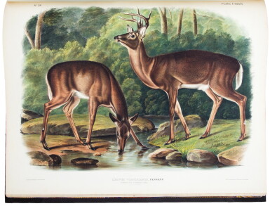 View full screen - View 1 of Lot 1004. Audubon, John James | A fine copy of The Viviparous Quadrupeds of North America.