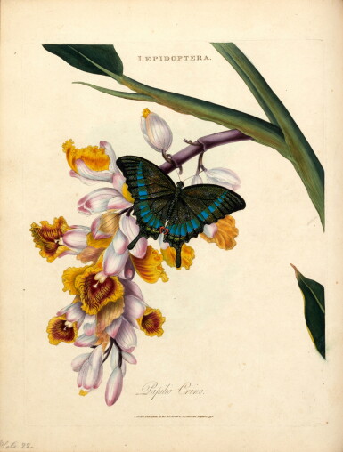 View full screen - View 1 of Lot 308. Edward Donovan | An epitome of the insects of China, 1798.