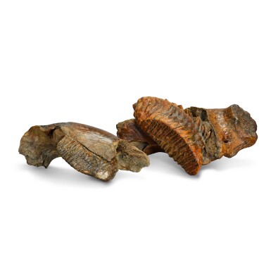 View full screen - View 1 of Lot 10. Two Mammoth (Mammuthus primigenius) teeth each on a section of jaw, Prehistoric.