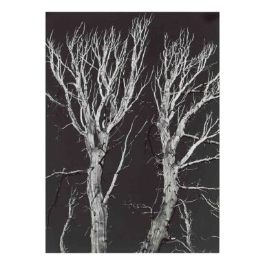 View full screen - View 1 of Lot 35. 'Sierra Nevada' (Two Dead Trees Against Black Sky).