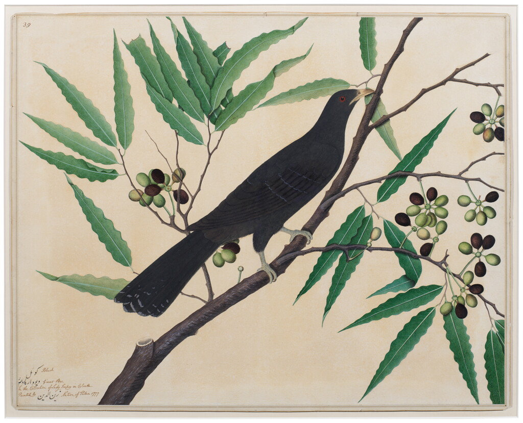 View full screen - View 1 of Lot 132. An Asian Koel (Eudynamys scolopacea) on a flowering branch, from the Impey Album, signed by Shaykh Zayn al-Din, India, Company School, Calcutta, dated 1777.