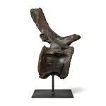 Apatosaurus Tail Vertebra