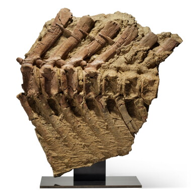 View full screen - View 1 of Lot 18. Brachylophosaurus — Skin Impressions and Vertebrae.