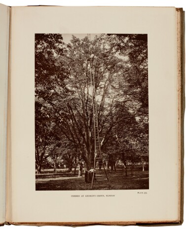 View full screen - View 1 of Lot 12. Henry John Elwes and Augustine Henry | The Trees of Great Britain and Ireland. 1906-13, 15 parts in 7 volumes.
