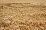 Marks on Wheat Field