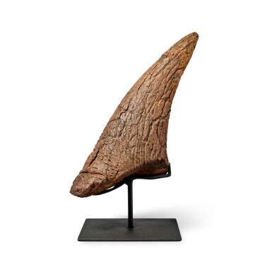 View full screen - View 1 of Lot 210. Triceratops Brow Horn.