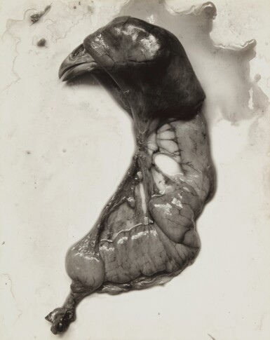 View full screen - View 1 of Lot 79. 'Negative #74' (Chicken Parts) .