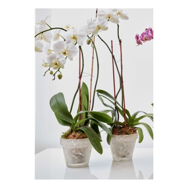 View full screen - View 1 of Lot 143. Three Flower Pots.