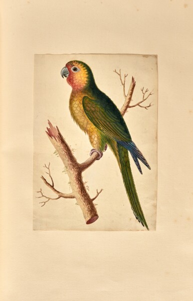 View full screen - View 1 of Lot 405. Estienne le Monnier | An album of ornithological drawings, "Recueil de divers oyseaux", 1734.